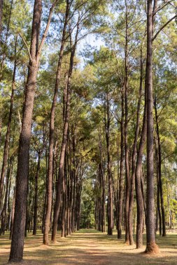 Mae Taeng, Chiang Mai, Tayland 'daki Intakin Silvictural Araştırma İstasyonu' ndaki huzurlu orman manzarası. Orman araştırmaları ve korunmasına adanmış yemyeşil bir doğal rezerv.