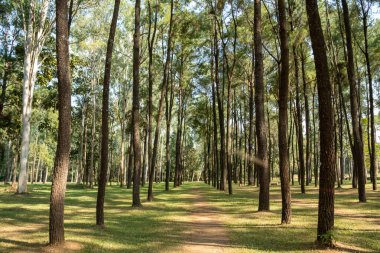 Mae Taeng, Chiang Mai, Tayland 'daki Intakin Silvictural Araştırma İstasyonu' ndaki huzurlu orman manzarası. Orman araştırmaları ve korunmasına adanmış yemyeşil bir doğal rezerv.