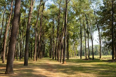 Mae Taeng, Chiang Mai, Tayland 'daki Intakin Silvictural Araştırma İstasyonu' ndaki huzurlu orman manzarası. Orman araştırmaları ve korunmasına adanmış yemyeşil bir doğal rezerv.