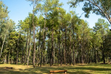 Mae Taeng, Chiang Mai, Tayland 'daki Intakin Silvictural Araştırma İstasyonu' ndaki huzurlu orman manzarası. Orman araştırmaları ve korunmasına adanmış yemyeşil bir doğal rezerv.