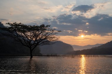 Mae Ngat Barajı, Phrao Bölgesi, Chiang Mai 'nin sakin sularında zarif bir şekilde duran devasa yağmur ağacının çarpıcı manzarası.