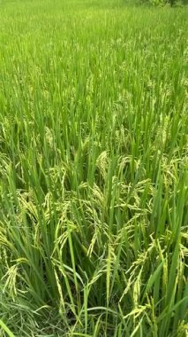 Canlı yeşil pirinç tarlasına yakın çekim. Olgunlaşan taneler rüzgarda hafifçe sallanıyor. Dikey.