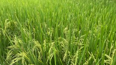 Canlı yeşil pirinç tarlasına yakın çekim. Olgunlaşan taneler rüzgarda hafifçe savruluyor.