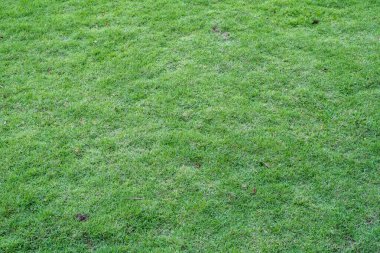 Canlı, yemyeşil çimen arka planı, doğa temalı tasarımlar, peyzaj ya da çevre dostu kavramlar için mükemmel.