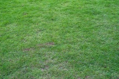 Canlı, yemyeşil çimen arka planı, doğa temalı tasarımlar, peyzaj ya da çevre dostu kavramlar için mükemmel.