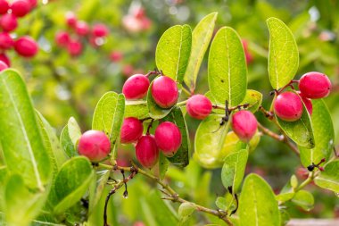 Olgun mango ve bektaşi üzümleri ağaçta asılı, yemyeşil yapraklarla çevrili.