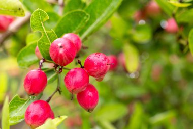 Olgun mango ve bektaşi üzümleri ağaçta asılı, yemyeşil yapraklarla çevrili.