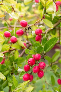 Olgun mango ve bektaşi üzümleri ağaçta asılı, yemyeşil yapraklarla çevrili.