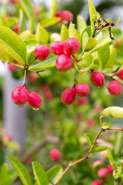 Olgun mango ve bektaşi üzümleri ağaçta asılı, yemyeşil yapraklarla çevrili.