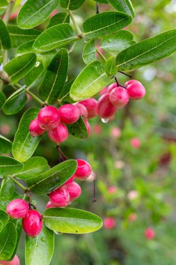 Olgun mango ve bektaşi üzümleri ağaçta asılı, yemyeşil yapraklarla çevrili.