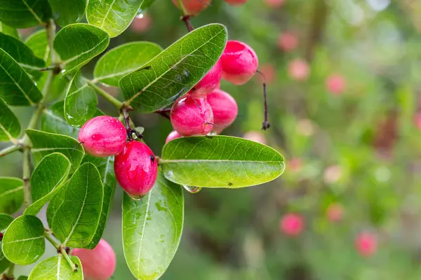 Olgun mango ve bektaşi üzümleri ağaçta asılı, yemyeşil yapraklarla çevrili.