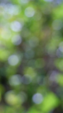 Yeşil yaprakların doğal ve rahatlatıcı bir arka plan oluşturduğu güzel, yumuşak odaklı görüntüler.