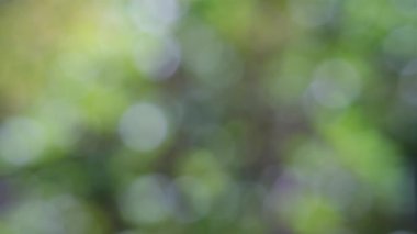 Yeşil yaprakların doğal ve rahatlatıcı bir arka plan oluşturduğu güzel, yumuşak odaklı görüntüler.