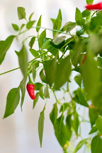 Chili plants growing indoors or inside a green house. Lots of foliage and red and green chili peppers. Homegrown vegetables for seasoning food and adding spice and heat.