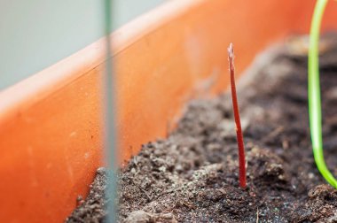 Avocado stem growing from the soil in a plastic pot. New young plant shoot is red in color. Indoor gardening and homegrown vegetables and plants.