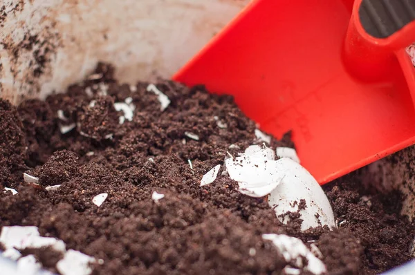 stock image Soil mix with crushed egg shells in it to work as a natural fertilizer and give calcium to the plant. Potting soil and a bright red planting spade or trowel in a clay pot.