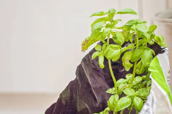 Green basil plant in a soil bag indoors in a white room. Indoor gardening, potting a basil plant in soil. Homegrown herbs and vegetables.