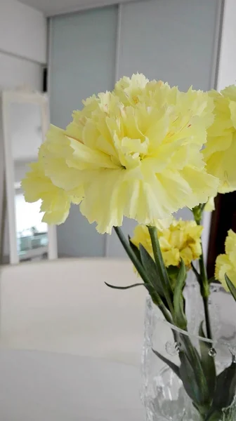 Big yellow carnation flowers in a clear glass vase on the table indoors. Pale yellow dianthus flowers in a white modern home.