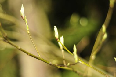Closeup of branch with young growth in the springtime. Sunlight environment is the best start of life for gardening.