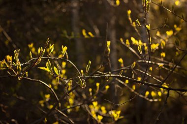 New buds opening in the spring sunlight. Close-up of new leaves unfolding or opening with a beautiful golden sunshine. Selective focus and bokeh background.