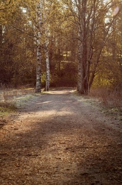 Dirt path, trail or pathway in the rural countryside. Path leading to the woods or forest. Deciduous trees, like birch trees, new leaves or buds in trees. Lovely sunshine during spring.
