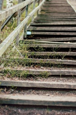 Old rustic wooden staircase or stairway in the woods or forest. Mossy and weathered wood and some steps are broken. Stairs are starting to get overgrown by plant life.