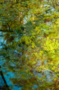 Swamp and moss during Finnish Summer. A forest in Finland is green, clear and calm. The blue sky reflects on the water.