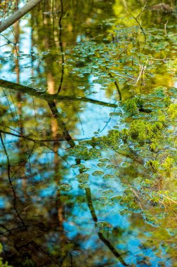Swamp and moss during Finnish Summer. A forest in Finland is green, clear and calm. The blue sky reflects on the water.