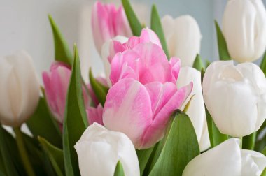 Closeup of white and pink tulips were used as a Spring interior decoration. Decorative spring flower bouquet.