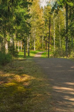 Peaceful gravel pathway with colorful deciduous and conifer trees in Finland. Sunny day in finnish landscape.