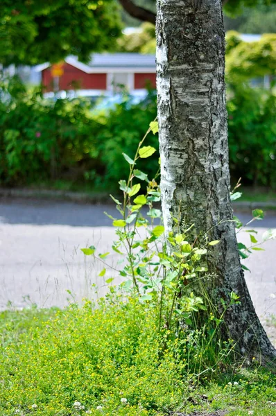 Birch tree trunk and behind it a road or street, bushes or shrubs, trees, houses, buildings and fences. Tree growing on grass or lawn. Small saplings growing next to the birch tree. Green urban view.