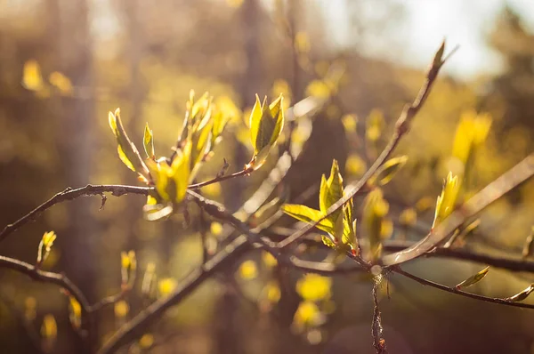 New buds opening in the spring sunlight. Close-up of new leaves unfolding or opening with a beautiful golden sunshine. Selective focus and bokeh background.