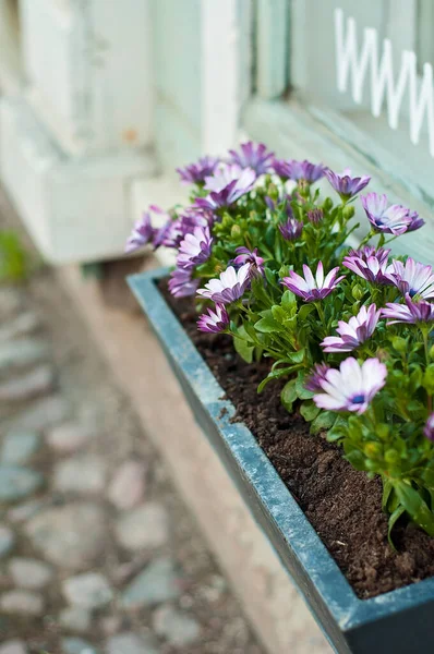 Close-up of a window box or flower box with lilac or purple flowers in front of a shop window on a cobblestone street. Historic Porvoo old town shopping street.