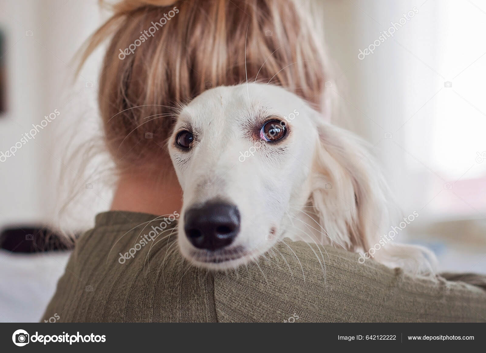 Breed Saluki Dogs 101 White Saluki Sighthound Gazehound Holding