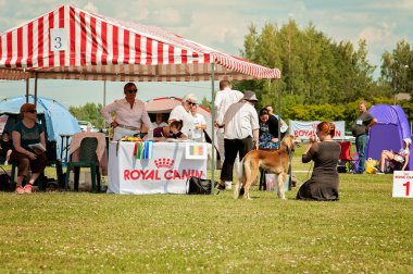 Outdoor dog show on a grass field. Many people and dogs competing. Round for saluki dogs or Persian greyhounds. Many tents and people in the background. Warm and sunny summer day.