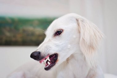 Beyaz saluki köpeği dişlerini gösteriyor ve hırlıyor. İranlı tazı bir uyarı veriyor ya da dişleri açık ve ağzı açık saldırgan davranıyor. Beyaz kızgın köpek içerde..