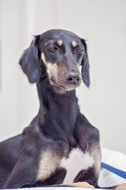 A little black saluki puppy is lying in bed and relaxing at home. Tired Persian greyhound looking away. Dog with long snout, floppy long-haired ears and brown eyes. Cute and adorable dog portrait.