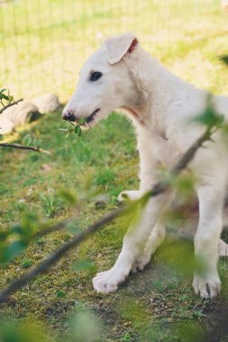 Cute white borzoi puppy in the garden or backyard. Russian greyhound dog outside chewing, tearing and ripping branches from a bush. Some bushes, branches or twigs and leaves in front of the dog.