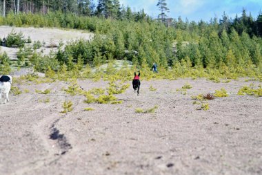 White dog and black dog, purebred Saluki sighthound or gazehound, free in the nature with their owner, person walking. A Persian Greyhound enjoying life outside. Going on a walk at a gravel pit.