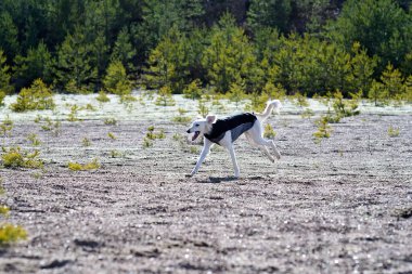 White dog, purebred Saluki sighthound or gazehound, running free in the nature. A Persian Greyhound enjoying life outside. Going on a walk at a gravel pit or gravel quarry and forest in Finland.