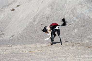 Black dog, purebred Saluki sighthound or gazehound, free in the nature chasing a toy. A Persian Greyhound enjoying life outside. Going on a walk at a gravel pit or gravel quarry and forest in Finland.