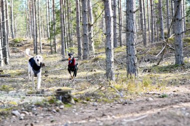 White dog and black dog, purebred Saluki sighthound or gazehound running free in the nature and playing together. Persian Greyhound enjoying life outside. Going for a walk in the woods, in the forest.