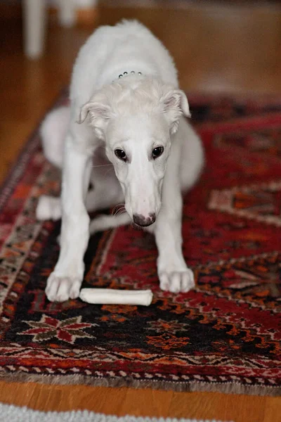 A dog puppy chewing a bone on a oriental red carpet. Playful and cute white borzoi Russian greyhound.