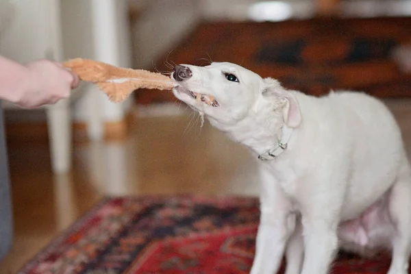 Dog playing with a toy inside. Playful and cute white borzoi Russian greyhound puppy pulling or tugging on a dog toy with human owner, tug-of-war.