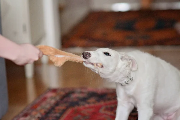 Dog playing with a toy inside. Playful and cute white borzoi Russian greyhound puppy pulling or tugging on a dog toy with human owner, tug-of-war.