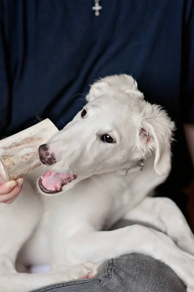 A dog or puppy chewing on a bone and playing with a bone. Playful and cute white borzoi Russian greyhound sitting or lying in persons lap.