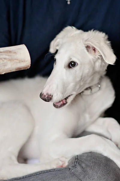 A dog or puppy chewing on a bone and playing with a bone. Playful and cute white borzoi Russian greyhound sitting or lying in persons lap.