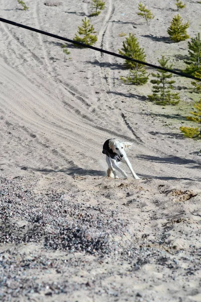 White dog, purebred Saluki sighthound or gazehound, free in the nature chasing a toy. A Persian Greyhound enjoying life outside. Going on a walk at a gravel pit or gravel quarry and forest in Finland.