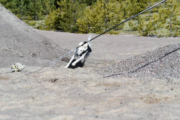 White dog, purebred Saluki sighthound or gazehound, free in the nature chasing a toy. A Persian Greyhound enjoying life outside. Going on a walk at a gravel pit or gravel quarry and forest in Finland.