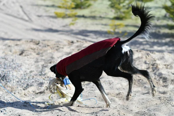 Black dog, purebred Saluki sighthound or gazehound, free in the nature chasing a toy. A Persian Greyhound enjoying life outside. Going on a walk at a gravel pit or gravel quarry and forest in Finland.